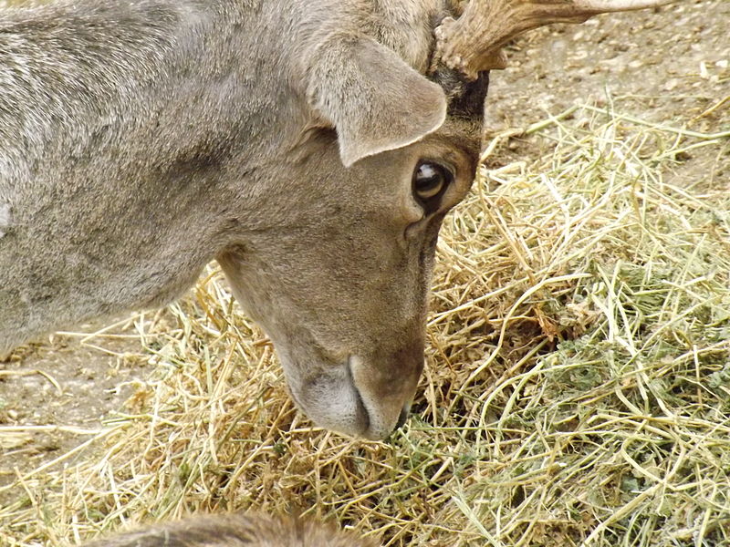 File:Persian Fallow Deer feeding 02.jpg