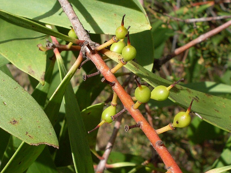 File:Persoonia levis fruit 1.jpg