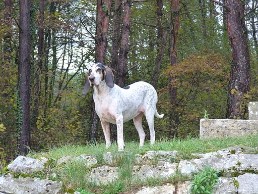 Petit Gascon de Saintonge