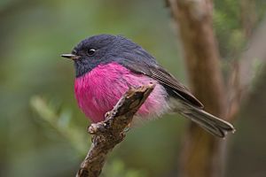 Rose breast flycatcher (Petroica rodinogaster), male