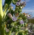 Phacelia palmeri