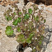 Phacelia rotundifolia