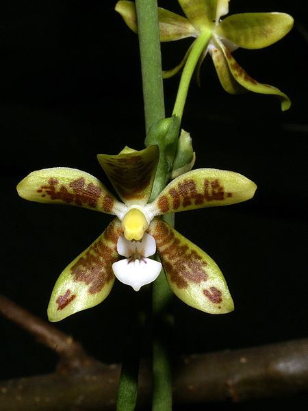 File:Phalaenopsis viridis Orchi 001.jpg