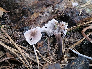 <i>Phellodon secretus</i> Species of fungus