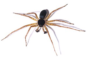 Philodromus aureolus