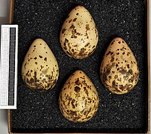 Eggs, Collection Museum Wiesbaden Philomachus pugnax MWNH 0164.JPG