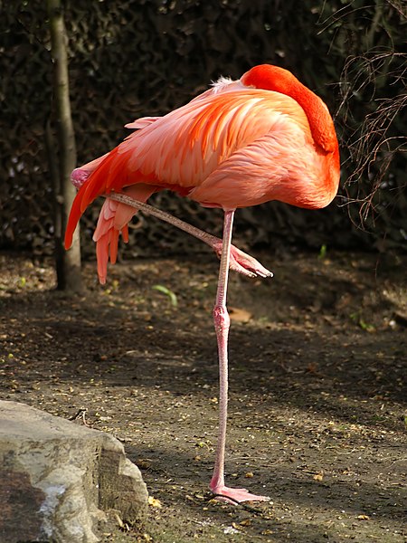 File:Phoenicopterus ruber (resting).jpg