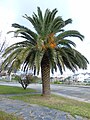 Phoenix canariensis Palma canaria