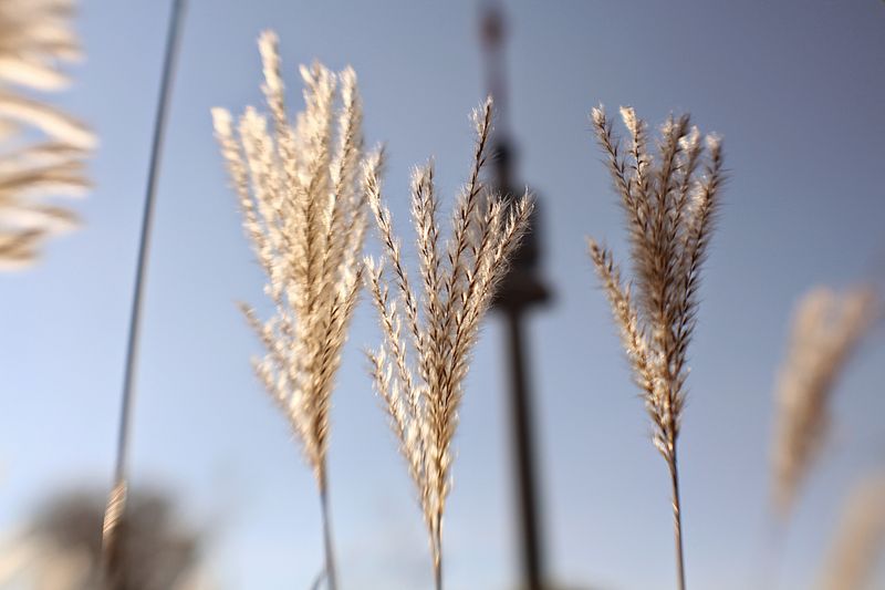 File:Photowalk Donaupark Vienna (15380087921).jpg