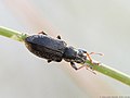 Phyllobius viridicollis (Fabricius, 1792)