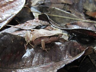 <i>Physalaemus crombiei</i> Species of frog