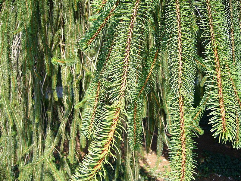 File:Picea abies 'Virgata' - hanging branchlets.jpg