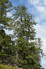 Picea sitchensis Wild Pacific Trail, Ucluelet 1.jpg