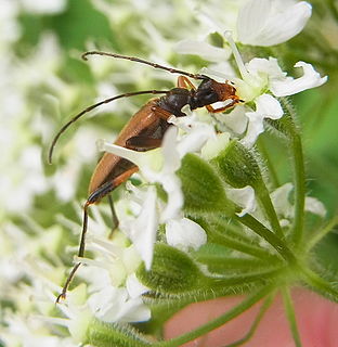 <i>Pidonia lurida</i> species of beetle