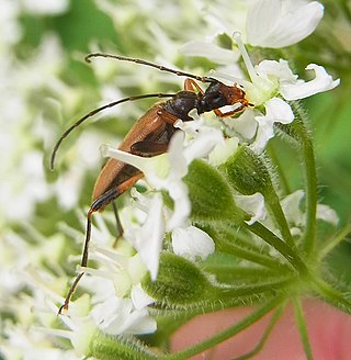 <i>Pidonia lurida</i> Species of beetle