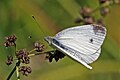 * Nomination Small white (Pieris rapae), Bulgaria --Charlesjsharp 09:51, 30 August 2017 (UTC) * Promotion Weak  Support Yes, DoF could better. And yes, noise could be reduced. But it is a difficult situation. May be there are other opinions. --XRay 17:05, 5 September 2017 (UTC)