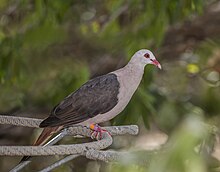 Pink pigeon (Nesoenas mayeri) 1.jpg