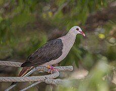 Nesoenas mayeri (Pink pigeon)