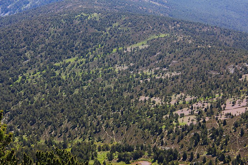 File:Pinos silvestres en la sierra Cebollera 2.JPG