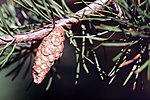 Pinus banksiana cone1.jpg