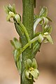 Platanthera elongata