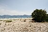 Cows on the beach