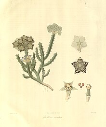 Plantae Asiaticae rariores, или, Описания и рисунки избранного числа неопубликованных растений Восточной Индии (Табл. 7) BHL449457.jpg