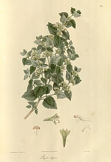 Plantae Asiaticae rariores, yoki, Tanlanmagan sonda nashr etilmagan Sharqiy Hindiston o'simliklarining tavsiflari va shakllari (74-jadval) BHL449586.jpg