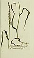 Plantarum indigenarum et exoticarum icones ad vivum coloratae, oder Sammlung nach der Natur gemalter Abbildungen inn- und ausländischer Pflanzen, &c (1792) (14597844119).jpg