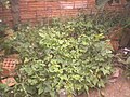Plantação de Phaseolus vulgaris.jpg