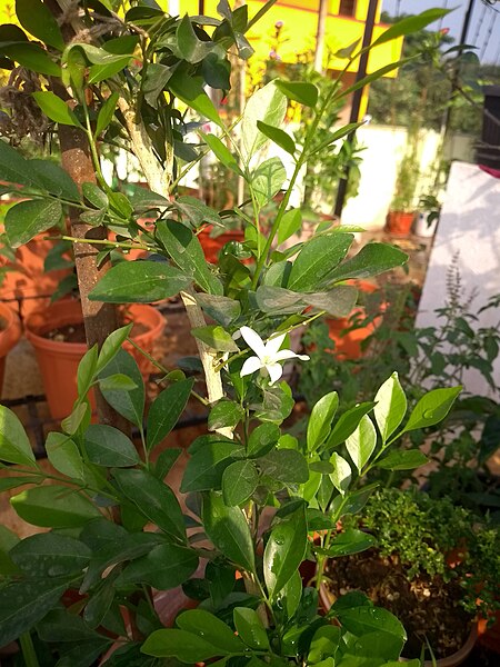 File:Plants at Bijalinagar 60.jpg