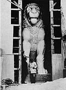 Realización de un modelo en escayola del león de Anfípolis, 1937. De tamaño algo menor es el león de Cnido.