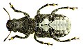 Platyrhinus resinosus