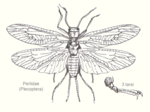 石蝇科的缩略图