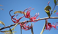 Plicosepalus kalacariensis, loof en bloeiwyses, Strikfontein se Nek, c.jpg