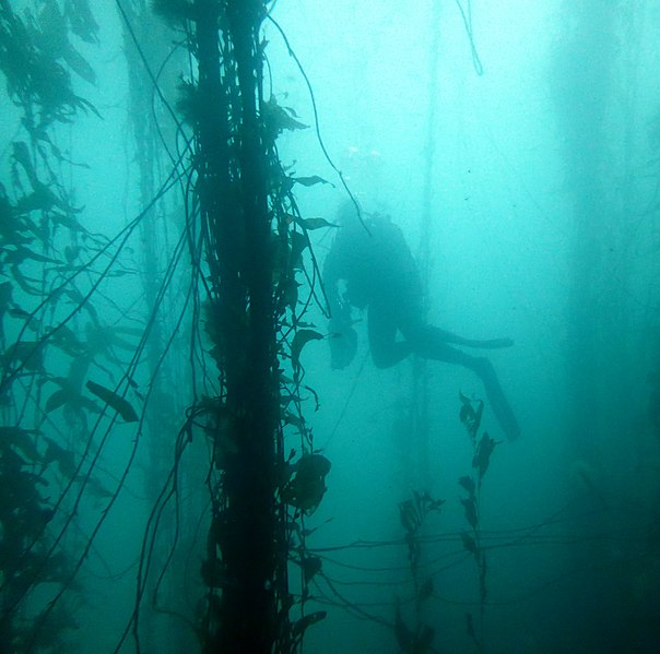 File:Plongeur scientifique effectuant un inventaire des espèces benthiques dans les algues macrosistis peuplant les côtes des Kerguelen.jpg