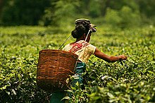 A woman picking tea in a Tea garden of Assam Plucking tea in a tea garden of Assam.jpg