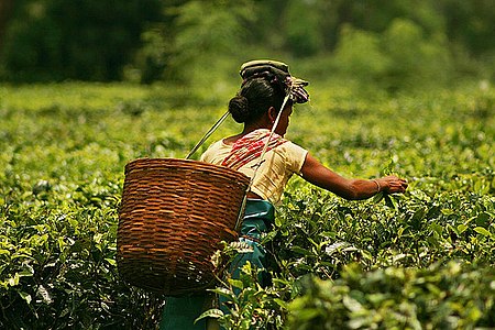 Tập_tin:Plucking_tea_in_a_tea_garden_of_Assam.jpg
