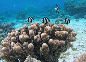 Three-banded Prussian fish over a stony coral of the species Pocillopora meandrina (photo taken in the National Park of American Samoa)