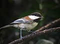 Chestnut-backed chickadee