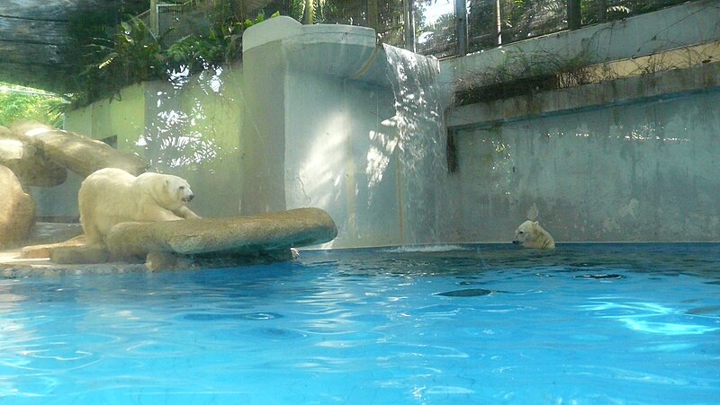 File:Polar bear singapore zoo sheba inuka.JPG