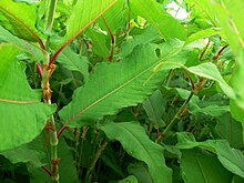 Polygonum polystachyum près Sizun 2010 Detail.JPG