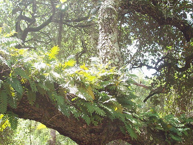 Description de l'image Polypodium polypodioides.JPG.