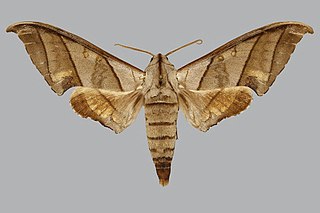 <i>Polyptychus trisecta</i> Species of moth