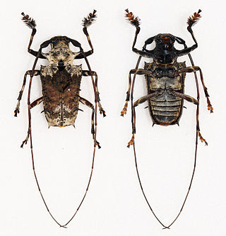 <i>Polyrhaphis spinosa</i> Species of beetle