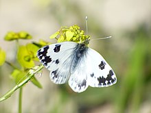 Navaja mariposa - Wikipedia, la enciclopedia libre