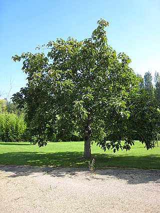 <i>Populus lasiocarpa</i>