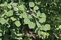 Populus tremula leaves