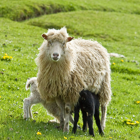 Cừu Faroe