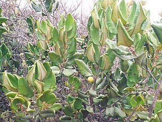 <i>Pouteria splendens</i> species of plant